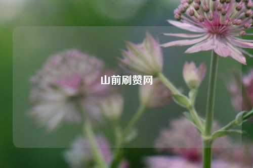 山前刷赞网